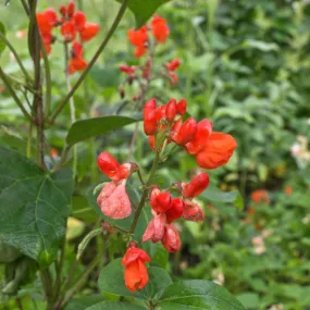 Black Coat Runner Bean (Heirloom 70 Days)