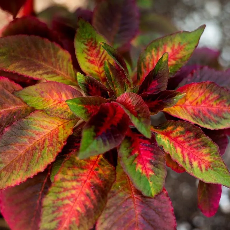 Illumination Amaranth